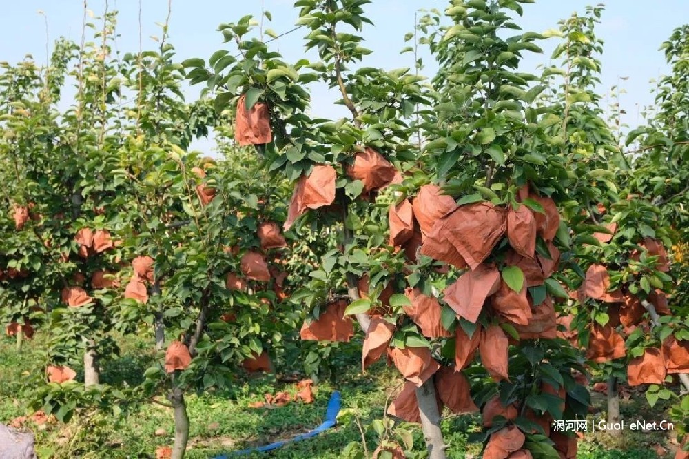 曹市鎮:晚秋黃梨喜豐收 結出增收“致富果”